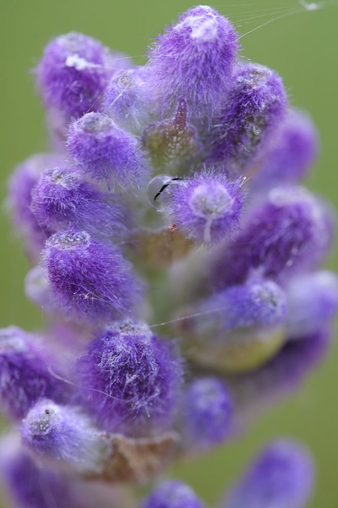 Fleurs de lavande, ingrédient phare des cosmétiques naturels