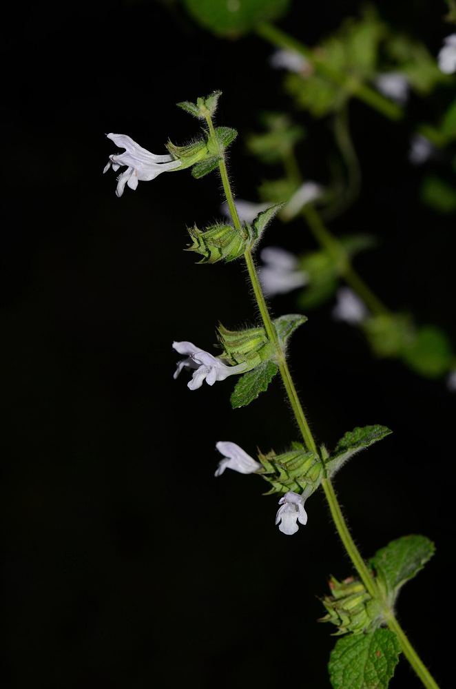 Gérer le stress avec les plantes adaptogènes