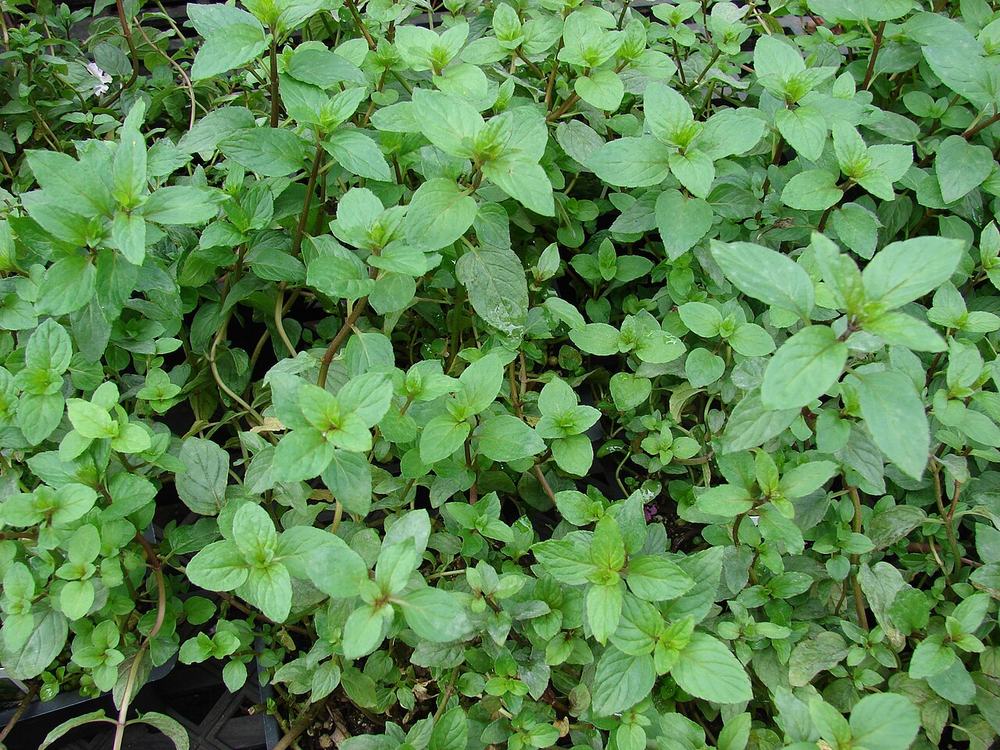 Menthe poivrée