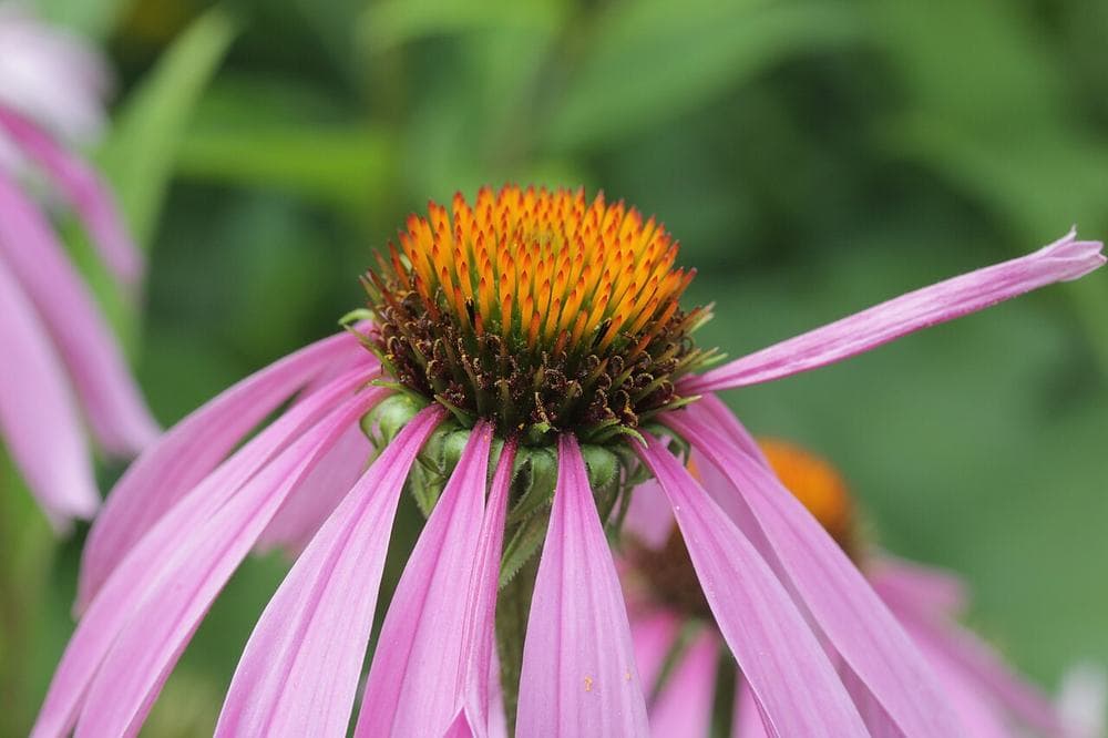 Renforcer son immunité naturellement