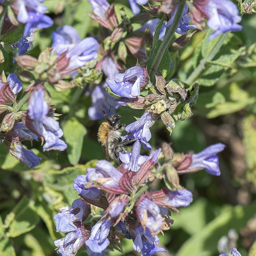Les plantes pour accompagner la santé féminine